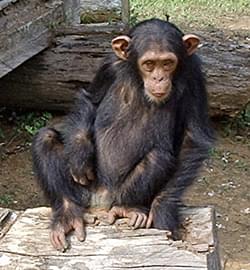 Chimpanzee